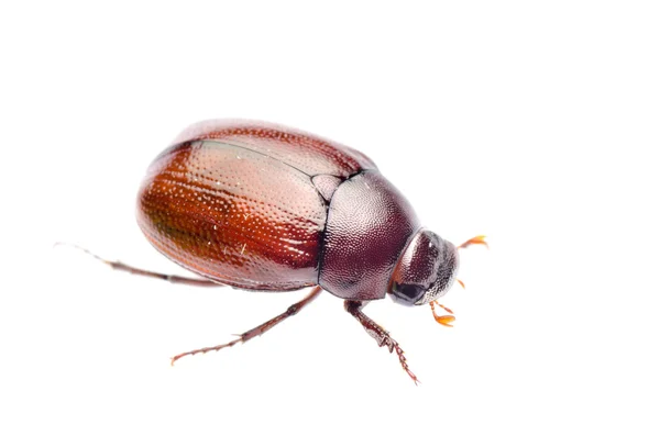 Insect beetle — Stock Photo, Image