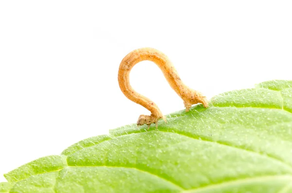 Inchworms de insetos ou loopers — Fotografia de Stock
