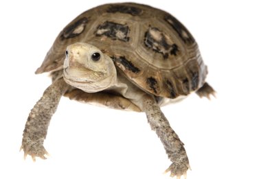 evde beslenen hayvan kaplumbağa kaplumbağa