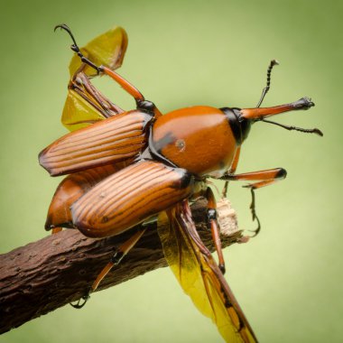 Palm weevil burnu böceği