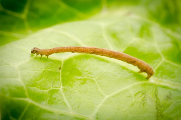 Vers à poux ou anneaux à insectes — Photo