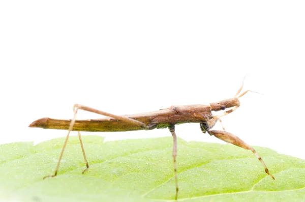 Insect assassin bug — Stock Photo, Image