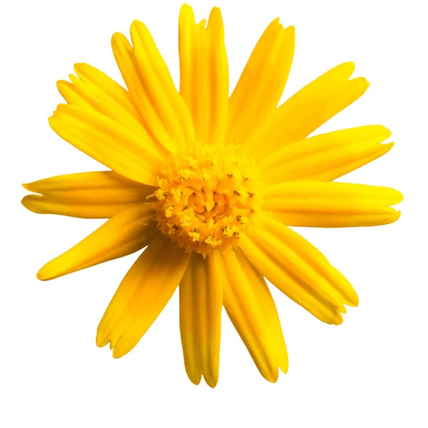Sárga Margaréta virág — Stock Fotó