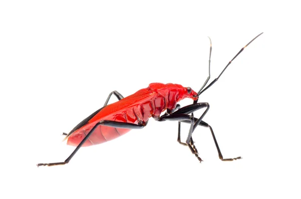 Κόκκινο βρώμα bug, melamphaus rubrocinctus — Φωτογραφία Αρχείου
