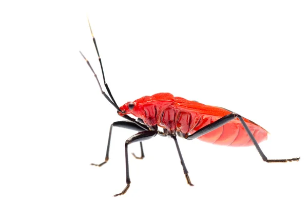 Červená smradlavého chrobáka, melamphaus rubrocinctus — Stock fotografie