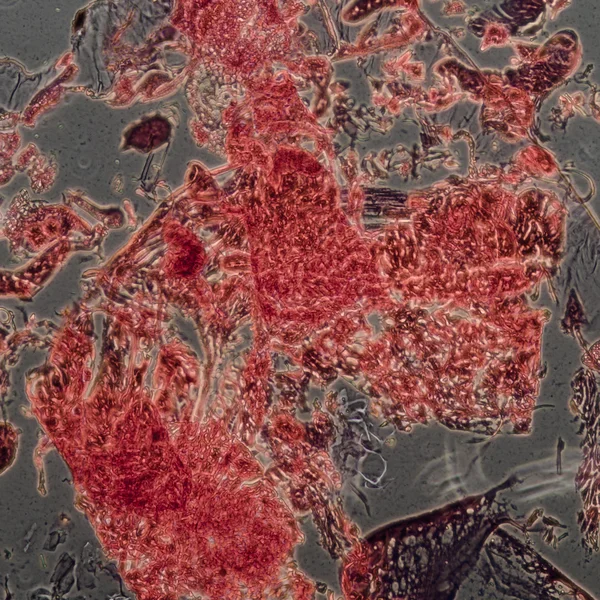 显微镜下的昆虫身体的横断面，飞蛾毛毛虫 — 图库照片