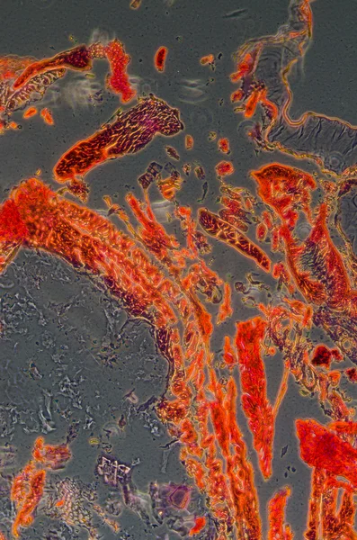 Micrografo della sezione trasversale del corpo degli insetti, bruco della falena — Foto Stock