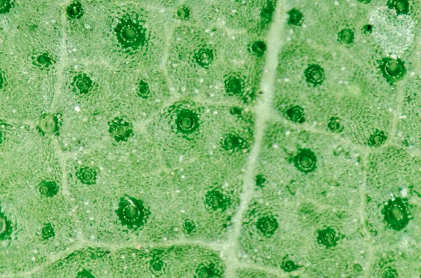 Folha verde com estomas de células respiratórias — Fotografia de Stock