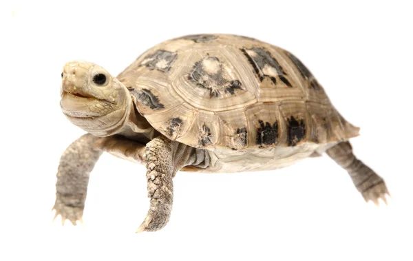 Evde beslenen hayvan kaplumbağa kaplumbağa — Stok fotoğraf