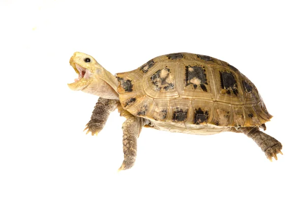 Huisdier schildpad schildpad — Stockfoto