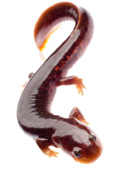 Chinese tsitou salamander newt — Stock Photo, Image