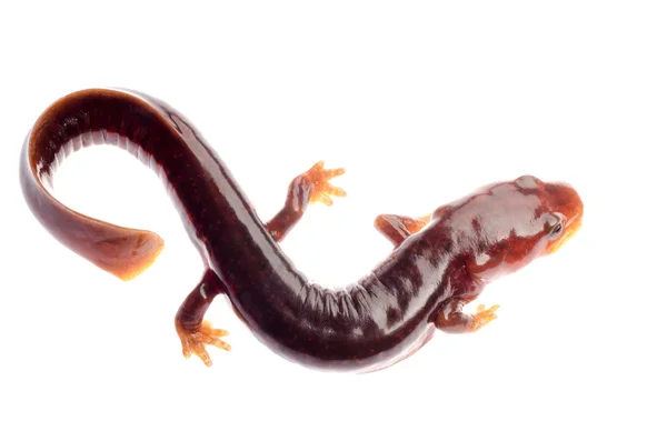 Çin tsitou salamander semender — Stok fotoğraf