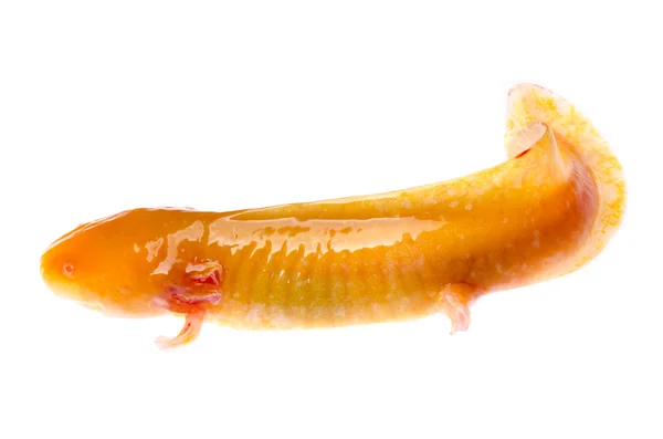 Gele etiolation Amerikaanse axoloto salamander newt — Stockfoto