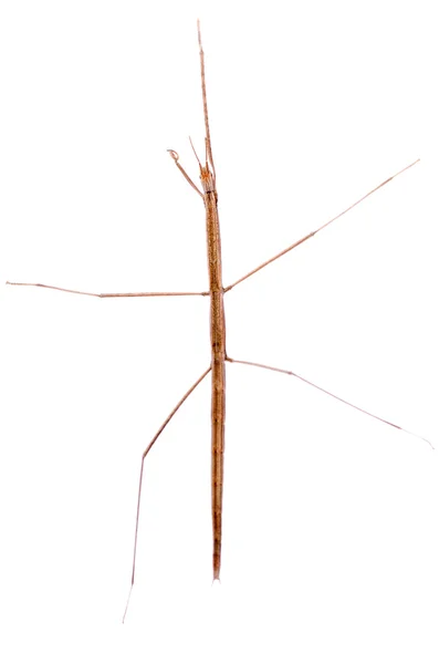 Walking stick insect — Stockfoto