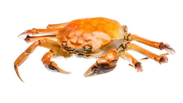 Crabe rouge Images De Stock Libres De Droits