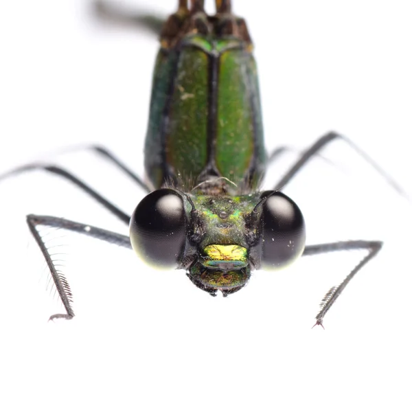 Insekt Libelle isoliert — Stockfoto