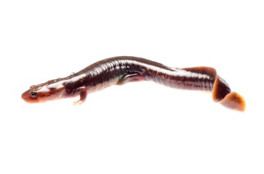 Salamander semender