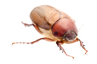 kahverengi Haziran böceği