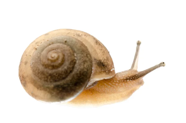 Snail isolated — Stock Photo, Image