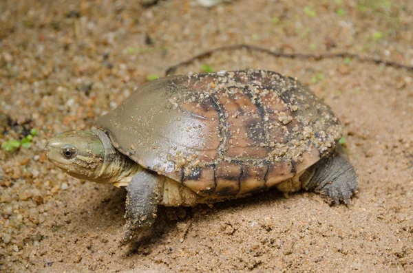 Estanque amarillo asiático tortuga — Foto de Stock