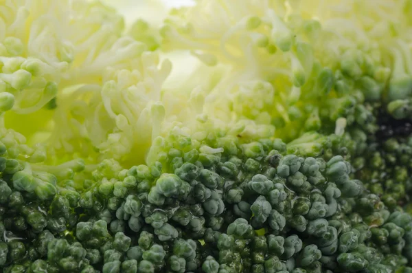 Broccoli macro — Stock Photo, Image