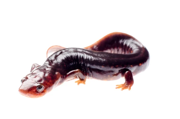 Salamander newt — Stock Photo, Image