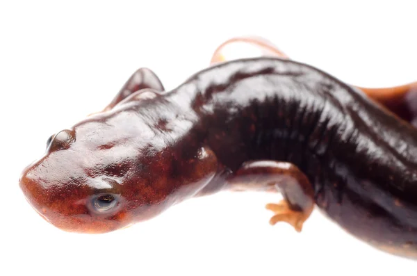 도롱뇽 newt — 스톡 사진