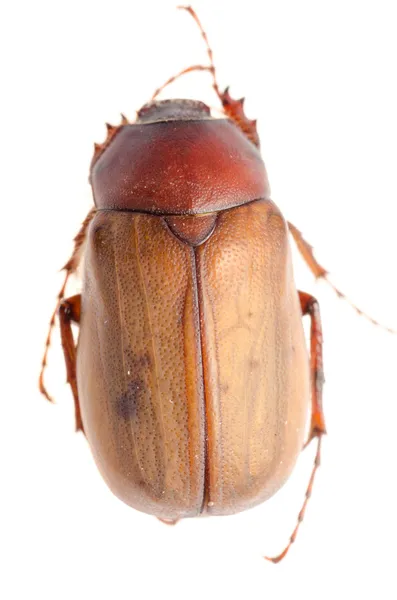 Brown June beetle — Stock Photo, Image