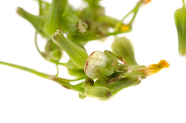 Grön krabba spindel — Stockfoto