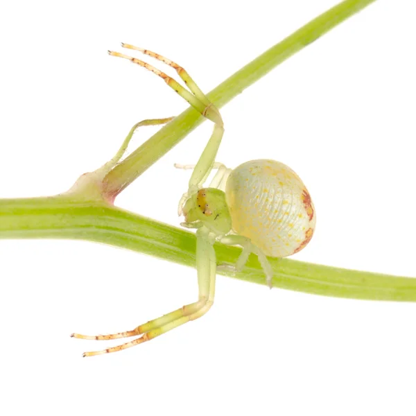 Grön krabba spindel — Stockfoto