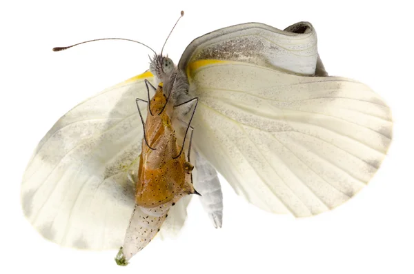 Insecto pequeño blanco mariposa emergencia — Foto de Stock