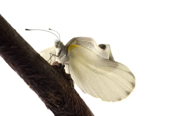 Emergência pequena borboleta branca de inseto — Fotografia de Stock