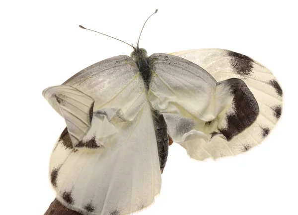 Pojawienie się owad mały biały motyl — Zdjęcie stockowe
