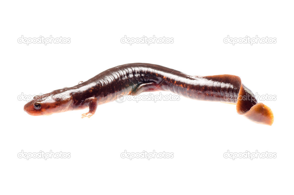 salamander newt