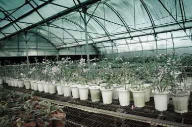 Yeşil ev orkide çiçek kreş