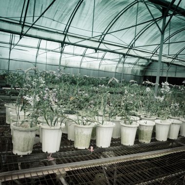 Yeşil ev orkide çiçek kreş