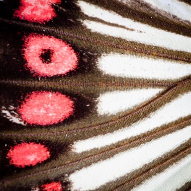 Kelebek kanadı desen doku