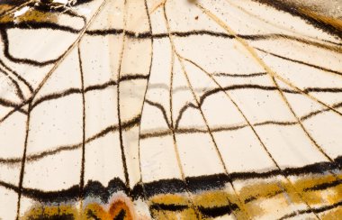 Kelebek kanadı desen doku