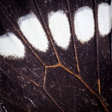 Kelebek kanadı desen doku