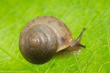 Yeşil yapraklı salyangoz