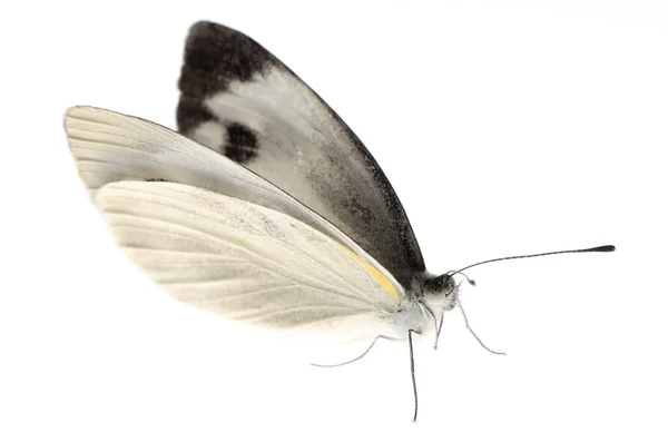 Mariposa blanca pequeña — Foto de Stock