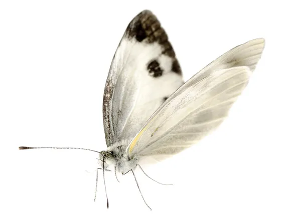 Borboleta branca pequena — Fotografia de Stock