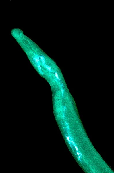 Tierische Parasiten schistosome Blutwürmer — Stockfoto