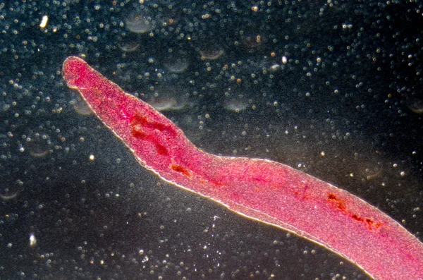 Zvířecí parasiteras schistosome krev ocasní — Stock fotografie