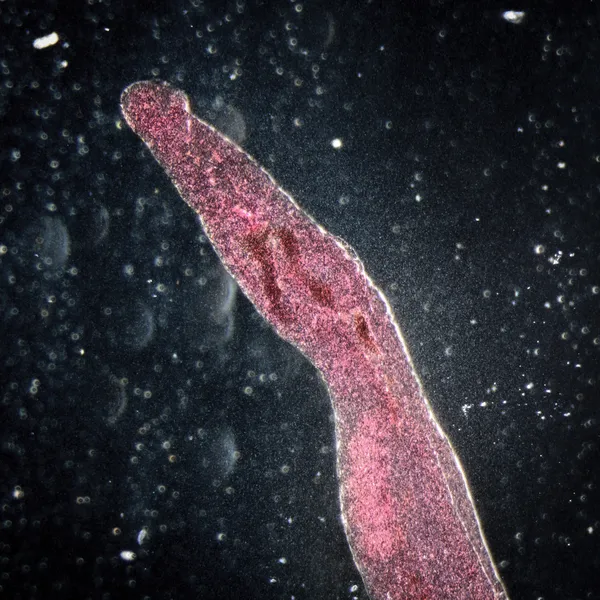 Dierlijke parasiteras Schistosoma bloed staartvinnen — Stockfoto