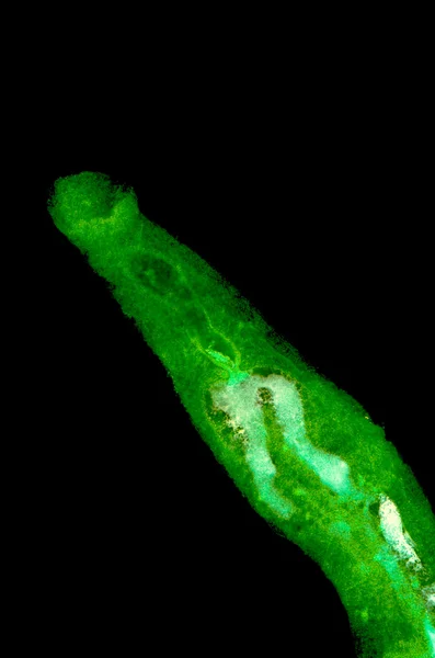 Dierlijke parasiteras Schistosoma bloed staartvinnen — Stockfoto