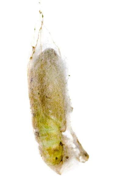 Groene nachtvlinder cocoon — Stockfoto