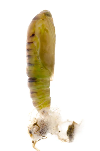 Gröna moth cocoon — Stockfoto