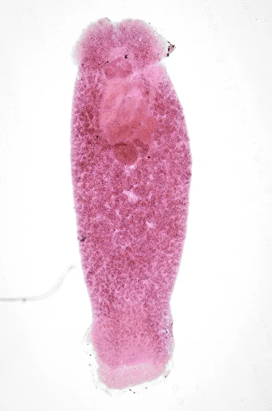Parassita del pesce d'acquacoltura Benedenia seriolae worm — Foto Stock