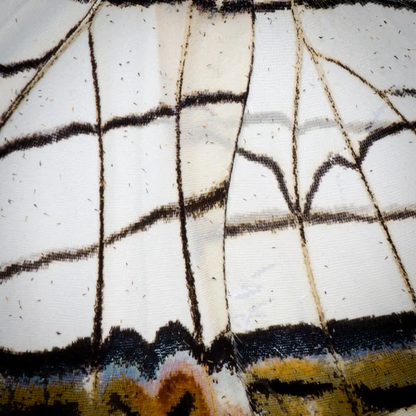 Butterfly wing pattern texture — Stock Photo, Image